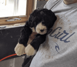 Bernedoodle puppy for sale - great price!