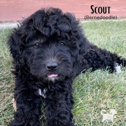 Trained Puppy Mini Bernedoodle F1 Male