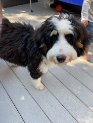 7 month old trained Bernedoodle
