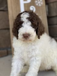 F1b bernedoodle puppi s for sell