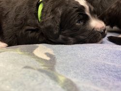 Bernedoodle Puppies ready to go-home April 1st
