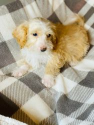 Sweet 3 month old male nicro mini bernedoodle