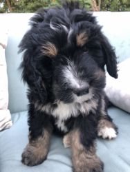 F1 Bernedoodle puppy (male)