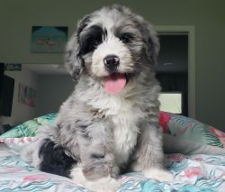 Bernedoodle puppy with blue eyes