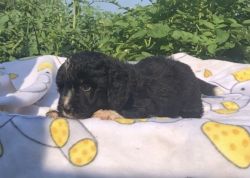 Willow—Bernedoodle