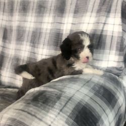 Willy—Blue eyed tri colored blue Merle mini Bernedoodle
