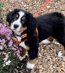 Bernese Mountain Dog puppy for sale!