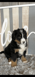 Last make Reduced!!! Bernese Mountain Dog Puppy