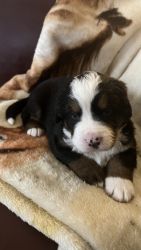 AKC Registered Bernese Mountain Dog Puppies