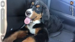 Female Bernese Mountain Dog 6 months old