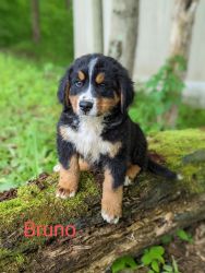 Adorable Bernese Mountain Dog puppies