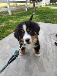 3 Month Old Bernese Mountain Dog Puppy