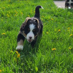 Bernese Mnt Dog puppies for sale