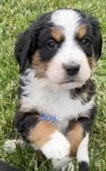 Bernese mountain and English setter ready June 20 th
