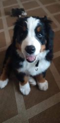 4 Month Female Bernese Mountain Dog Puppy
