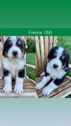 Great Bernese Mountain dog puppies (Bernese/Great Pyrenees)