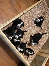 Akc Bernese mountain dog puppies genetic tested