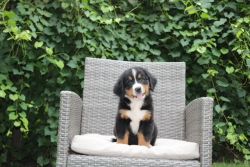 Bernese Mountain Dog Puppy - AKC and Champion Bloodlines