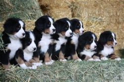 Bernese Puppies for sale