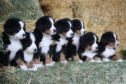 AKC Bernese Mountain Puppies-ALL SOLD