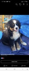 Bernese Mountain dog FALL puppies 2022