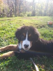 One left Bernese mountain puppy