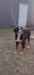 AKC Certified 20 week old male and female.