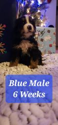 AKC Registered Bernese mountain puppies