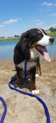 Brutus is an adult akc registered bernese Mountain Dog