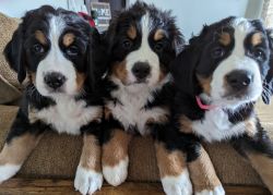 Bernese Mountain Dog Puppies, ACA registered