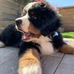 Purebred AKC Registered Bernese Mountain Dogs