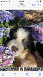 BMD puppies for sale near Suffern NY