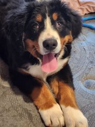 BERNESE MOUNTAIN DOG PUPPY AKC Registered