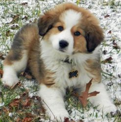 BERNESE/GREAT PYRENEES FEMALE PUPPY