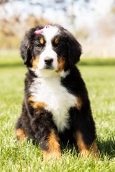 Female Bernese Mountain puppy indianan
