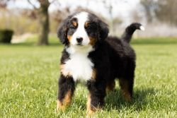 Male Bernese Mountain Puppy Indiana