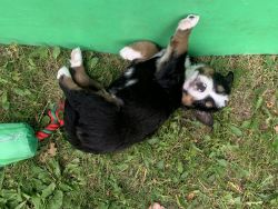 akc registered Bernese mountain dogs
