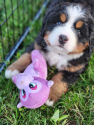 2 Female Bernese puppies ready July 16th