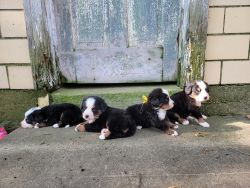 Full blooded Bernese Mountain Dog pups