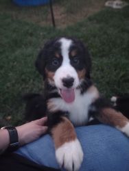 Bernese Mountain Dogs for sale