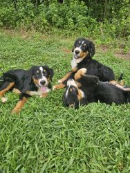 Akc registrated bernese montaion puppies