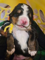 Bernese Puppies Available