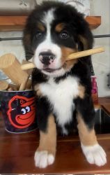 Adorable Bernese Mtn Dog Puppy