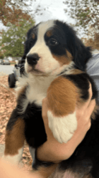 Bernese Mountain Dog Puppies- Ready for furever home as of 10/28/23.