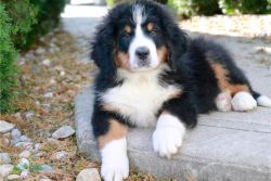Bernese Mountain Dogs Puppies for sale