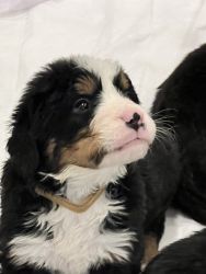 AKC registered Bernese mountain dogs