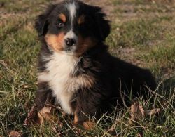 Home Raised Bernese Moutain Dog Puppies For Sale
