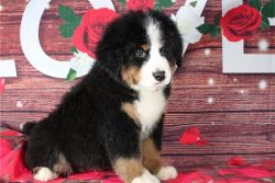 BOY AND GIRL BERNESE MOUNTAIN DOG PUPPIES
