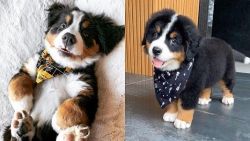 Available Lovely Bernese Mountain Puppies