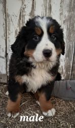 Bernese mountain puppies- male